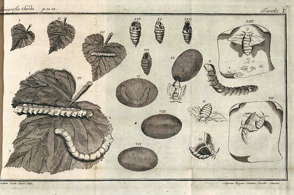 3. Immagine dal libro di Giuseppe Cossu <em>La coltivazione de’ gelsi e propagazione de’ filugelli in Sardegna</em>.