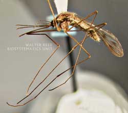 Zanzara anofele